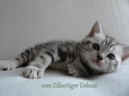 BKH Britisch Kurzhaar Whiskas Baby vom Züchter zur Abgabe im Oktober