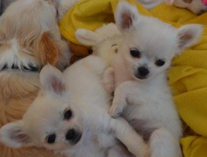 Chihuahua Rüden LH in creme und weiß dürfen umziehen