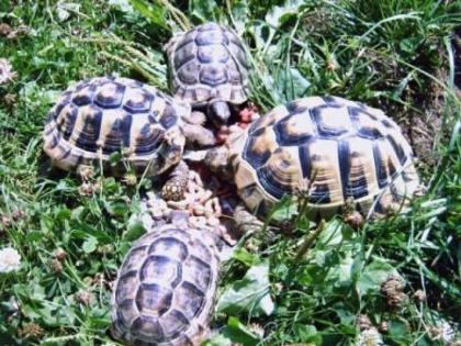 Landschildkröten in Not