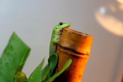 Taggecko Phelsuma Kochi