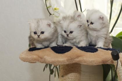 Perser Katzenbabys zu Verkaufen