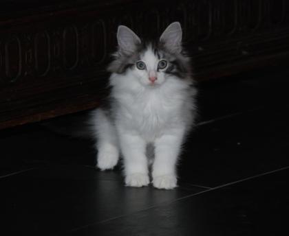 Du suchst schmusige Norwegische Waldkatzen Kitten