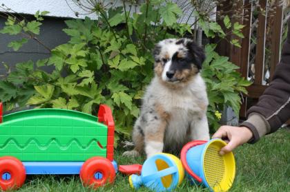 Wunderschöne Aussie Welpen suchen ein zu Hause