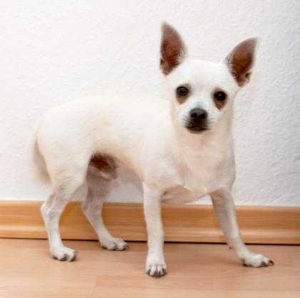 Chihuahua 7 Monate alt sucht ein liebevolles Zuhause