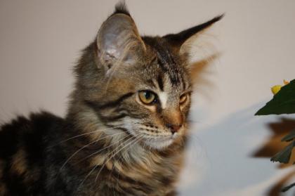 JETTE - Maine Coon Kitten mit Stammbaum sucht ein liebevolles zu Hause
