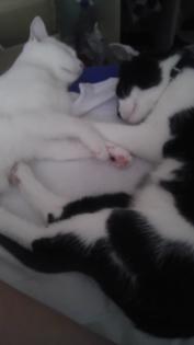 DRINGEND zwei Katzen abzugeben