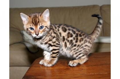 Bengalkitten aus der Zucht MATAGLANI abzugeben