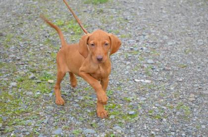 Magyar ungarische Vizsla Welpe