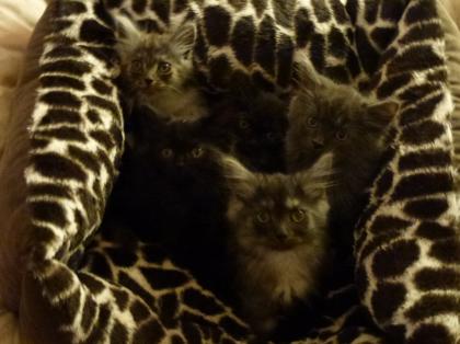 Sehr verschmuste wunderschöne Maine Coon Kitten in liebevolle Hände abzugeben