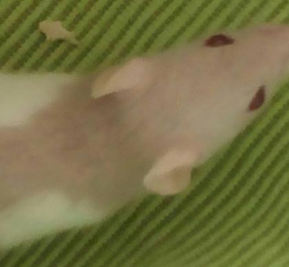 Albino und Farb Rattenbaby suchen dringend Zuhause