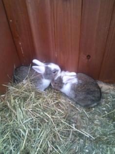 Babykaninchen Gelsenkirchen