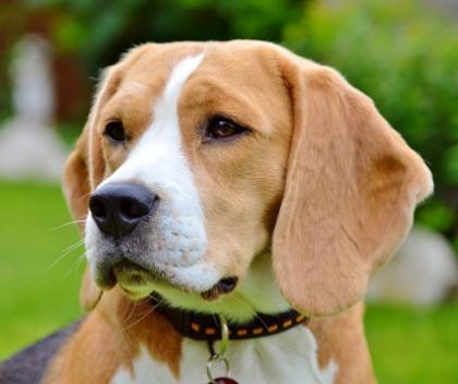 Beaglewelpen Rr. m. Ahnentafel - zweifarbig/bicolor tan white -