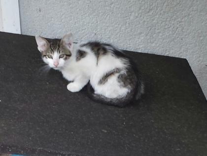 Kleiner Süßer Kater sucht neues Zuhause Katzenbaby