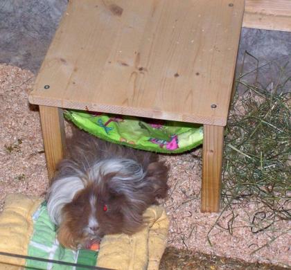 Kuschelsachen für Meerschweinchen, Chinchilla, Kaninchen, Kleintiere