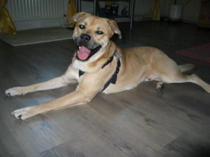 Chicco sucht nettes Neues Zuhause