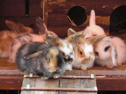 Tolle bunte Satin Zwergwidder aus liebevoller Hobbyzucht suchen neues Zuhause