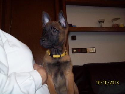 Reinrassige Malinois Welpen, Belgische Schäferhunde