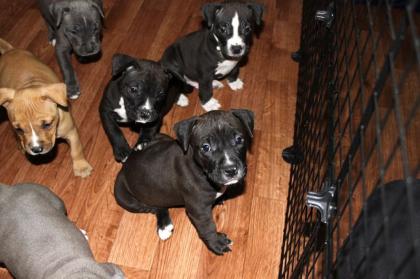 Magnificent American Pitbull Terrier Welpen zu verkaufen