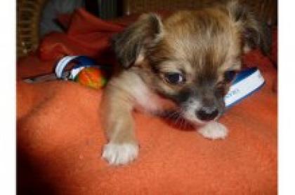 EINE SÜSSE ZUCKER CHIHUAHUA WELPEN SUCHT NEUES ZUHAUSE