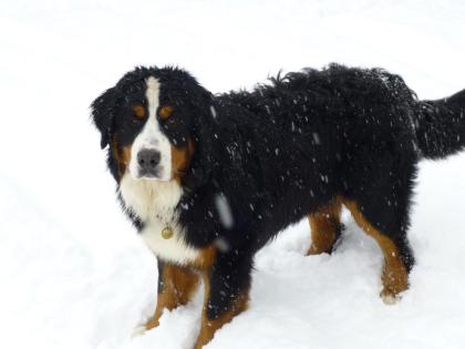 Wunderschöner Berner Sennenhund sucht Hundedamen
