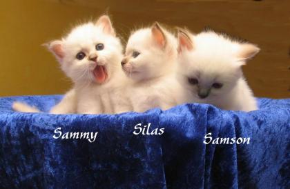 3 Katerchen Heilige Birma chocolate-point, chocolate-tabby-point