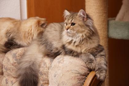 Britisch Langhaar Kater