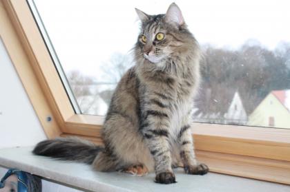 Wunderschönes Norwegermädchen sucht neue Dosenöffner