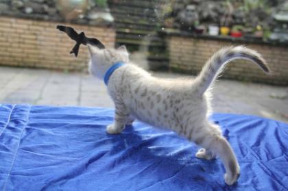 Bengalkitten, Bengalkatzen, Atemberaubende Snowleoparden, Bengalkatze