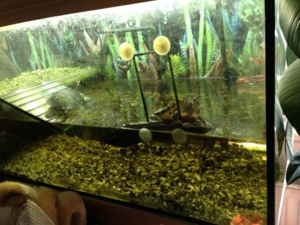 Terrarium mit Inhalt