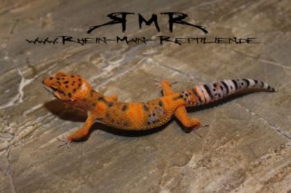 Sehr schöne Leopardgeckos und Kronengeckos abzugeben.