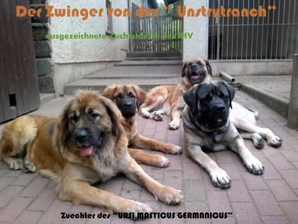 Mastiff- Bärenhunde eine außergewöhnliche Verpaarung ab Februar abzugeben.