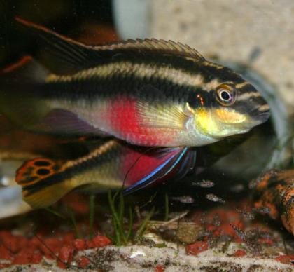 Purpurprachtbarsche Pärchen