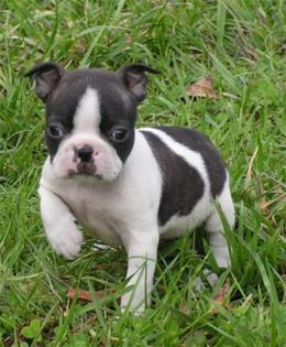 Französische Bulldogge Welpen zu verkaufen