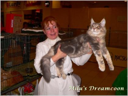 Junger Maine Coon Kater für Zucht