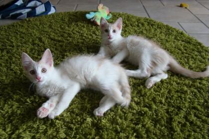 Türkisch Angora Kitten mit Stammbaum