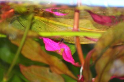 Junge blaue Floridakrebse abzugeben