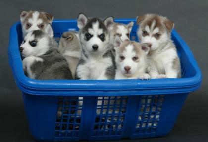 Siberian Husky Welpen aus exklusiver Champion-Verpaarung mit Geburtsurkunde