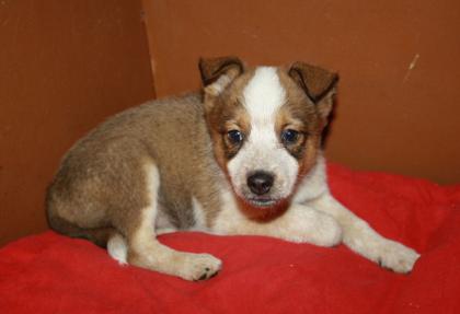 Cattle Dog / Sheltie Welpe Hündin Miley