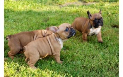 Süße weihnachten französische bulldoggen welpen