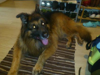 Aldeutscher Schäferhund Rüde