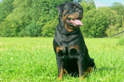 Deckrüde Rottweiler Iram vom Nesenbach mit ZTP Multi-Champion steht bereit