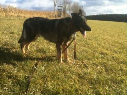 Junger Schäferhund sucht Zuhause