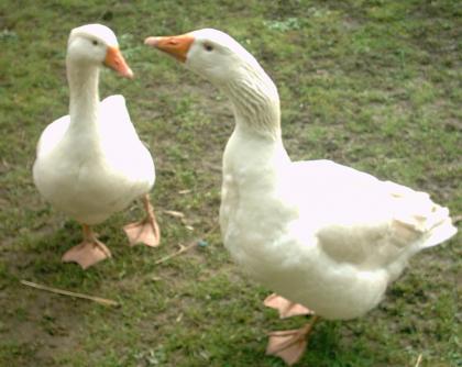 Weidegänse abzugeben aus Bio Haltung