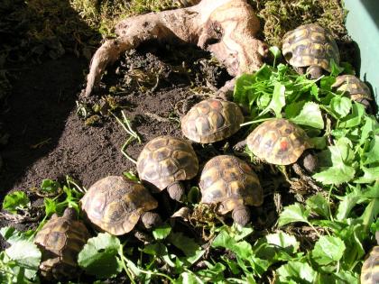 Griech. landschildkröten zu verkaufen