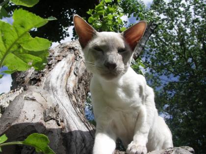 Siam-Kater kastr. , gechipt, geimpft abzugeben