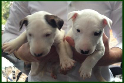 9 Wochen alte Bullterrier Welpen in Verantwortungsbewusste Hände abzugeben
