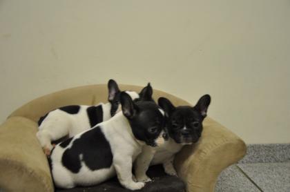 Wunderschöne Franz. Bulldogge Welpen Familien Zucht