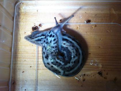 Tigerschnegel für Terrarium oder Garten