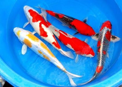 Versand von Koi-Teichfischen-Biotopfischen uvm. // Fa. Fördefisch