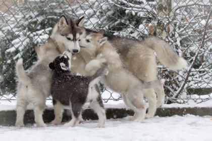 Süß siberian husky babys mit ADRK-Papieren, Suchen Ein Neues Zuhause